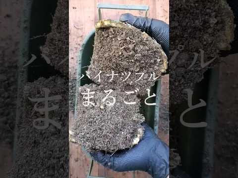 堆肥に含まれる有益な昆虫と非有益な昆虫は何ですか?  庭園