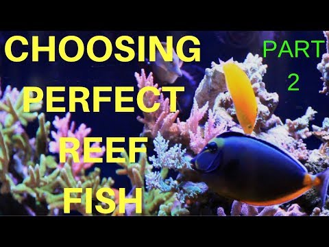 REEF SAFE FISH FOR THE MIXED REEF AQUARIUM (COMMUNITY FISH PART 2)