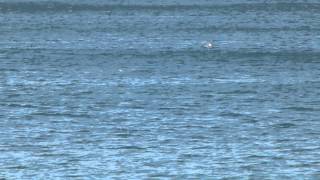 preview picture of video 'Voltri ed il suo mare'