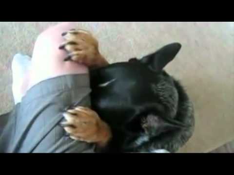 Perro rezando antes de comer. Subtitulos en Español.