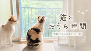猫のいる暮らし｜掃除と洗濯、いつもの日常Vlog