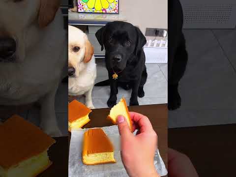 This dog is treated unfairly #shorts