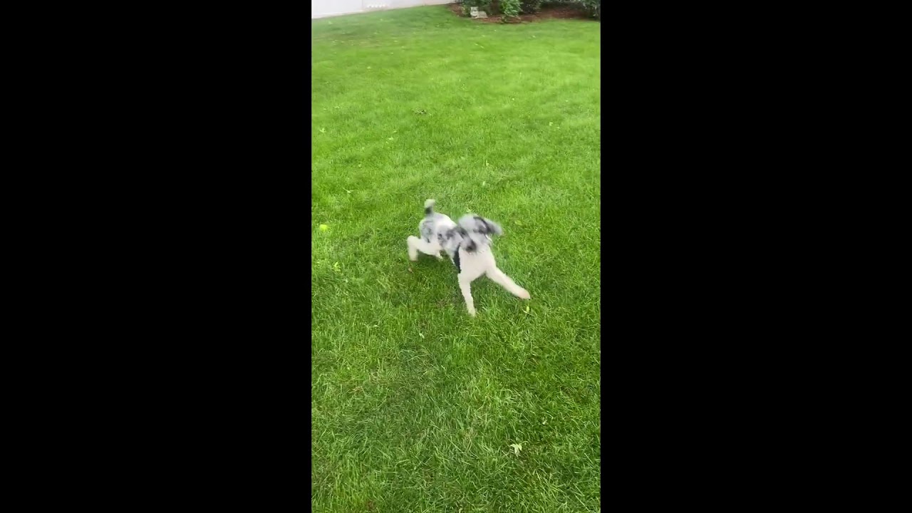 Enlarge Hook, a ADOPTABLE Miniature Poodle in Hartland, WI video 6/6