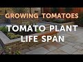 Tomato Plant Life Span