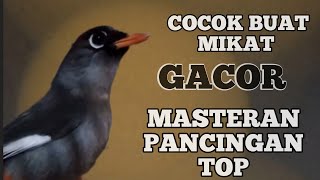 Download lagu Poksay Mandarin Gacor & Ribut.. Masteran Burung POKSAY Paling Ok Buat Pancingan Cocok Buat Mikat mp3