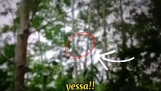 Download lagu Serunya mikat burung srigunting pakai suara burung ribut mp3 Download lagu Serunya mikat burung srigunting pakai suara burung ribut mp3