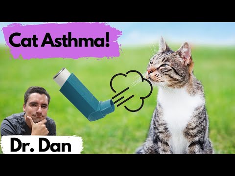 Cat Asthma!  What symptoms will a pet owners see and how a veterinarian will diagnose asthma.