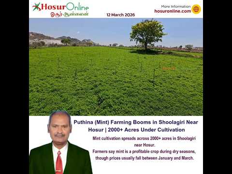 Puthina - Mint Cultivation Thrives in Shoolagiri Region Near Hosur