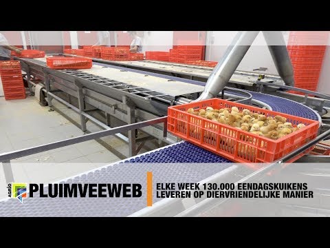 , title : 'Elke week 130.000 eendagskuikens leveren op diervriendelijke manier'