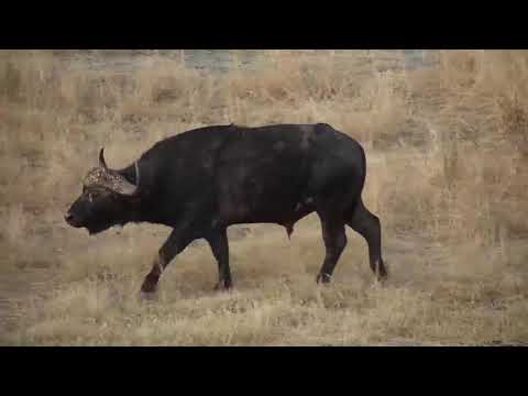 Djuma: Lone Buffalo - 17:49 -  08/23/19