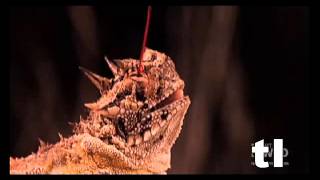 eyes rupture under pressure