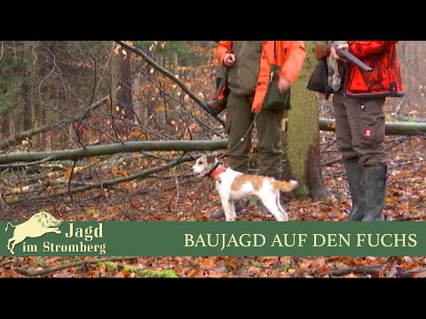 Baujagd auf den Fuchs