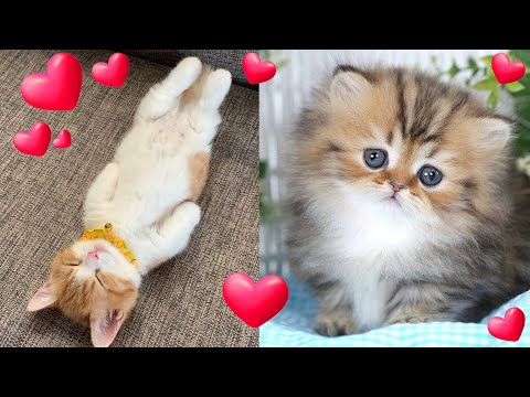 BE CAREFUL!!! TOO CUTE!!!! Munchkin Cats ~ Funny and Cute ~ Cat Breeds #4