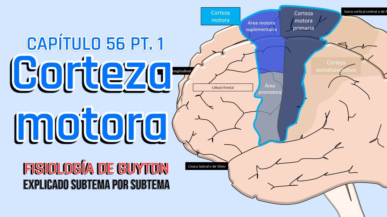 CAP 56 1/5: Corteza motora l Fisiología de Guyton