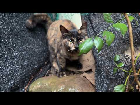 처음으로 집을 나간 아기고양이 코코