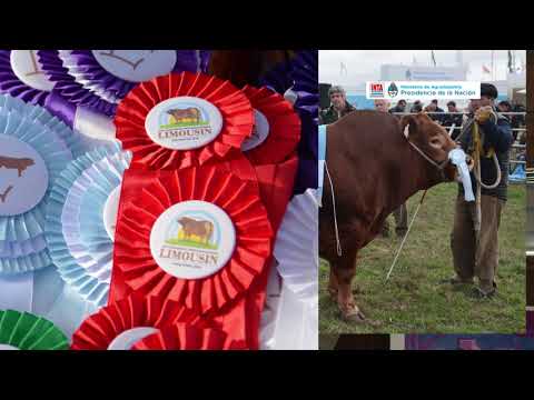 La Nación Ganadera 2017: Nota a representantes de las razas Limousin y Angus