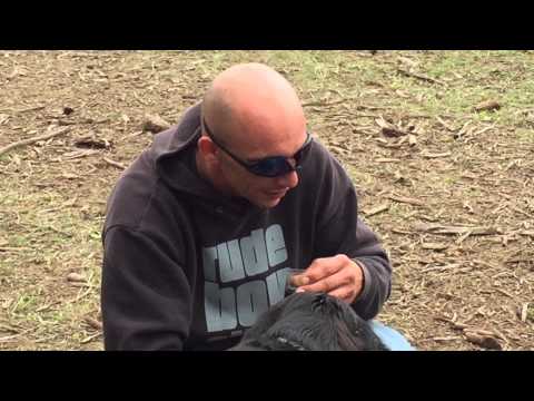 6nop6 system sens inverse tst ssi zanonym 2015 fete de la zik