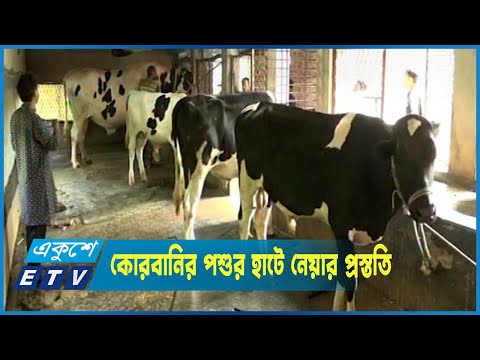 বিভিন্ন খামার থেকে গরু কোরবানির পশুর হাটে নেয়ার প্রস্ততি