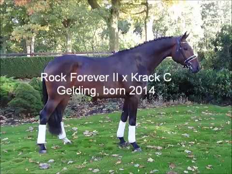 Rock Forever II x Krack C