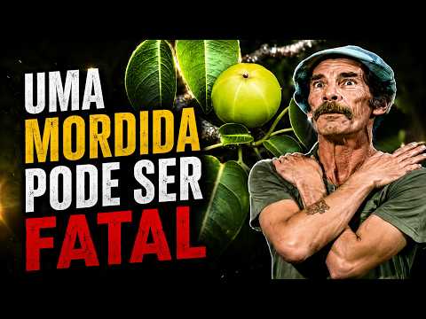 Mancenilheira: Por Que Essa Árvore É Proibida?