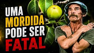 Mancenilheira: Por Que Essa Árvore É Proibida?