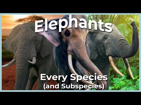 The Evolution of Living Elephants (Every Species and Subspecies Explained)
