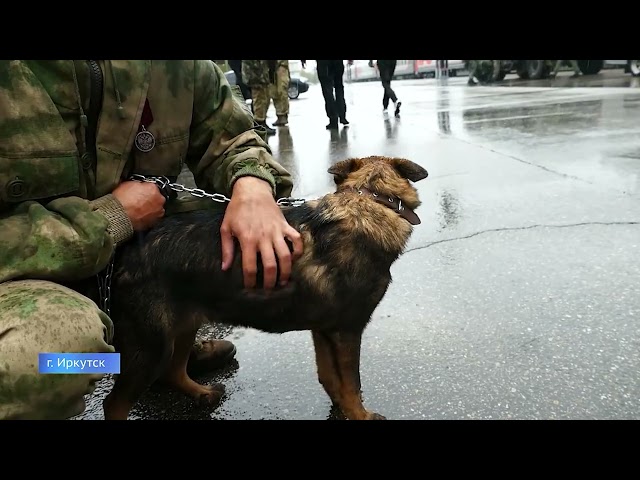 Четвероногая «находка»