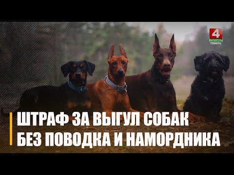 Семья гомельчанина пострадала из-за собак в облцентре видео