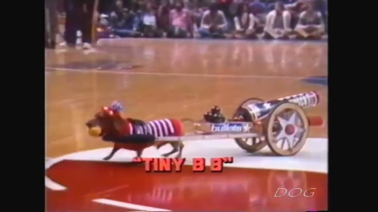 The Washington Bullets' First Superstar Mascot