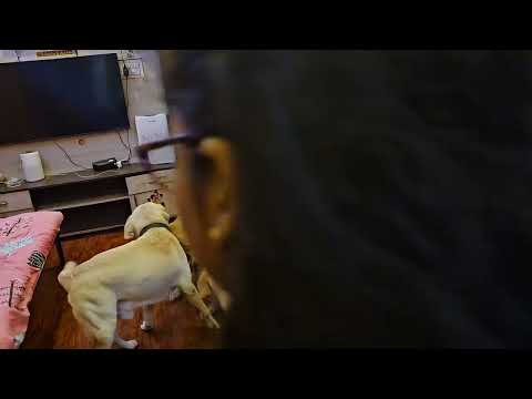 #Nanga 🦮🦮🦮anbu 🥰😘😍romba #rugged ah tharuvom😂🤣heavy anbu kutties#goldenretreivers #labrador