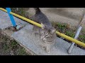 Gray Calico And Tabby Cat Are Hungry After Rainy Day
