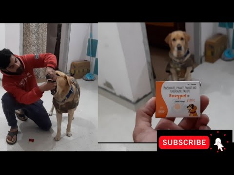 How to give deworming tablet to your dog | EAZYPET deworming tablet | Deworming medicine