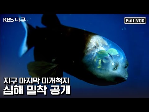 뇌가 보이는 물고기 ‘배럴아이’부터 ‘발광해파리'까지! 고화질로 만나는 심해의 신비 | “최초 탐사 남태평양 심해를 가다” (KBS 110605 방송)