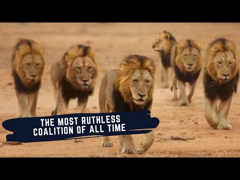 THE MAPOGO LIONS - RISE & FALL OF THE MOST FAMOUS LION COALITION