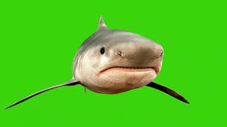 Shark and Whales Green Screens