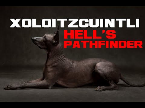 Xoloitzcuintli Facts - Hell's Pathfinder - Animal a Day XYZ Week
