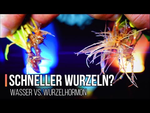 Houseplant cuttings - propagate and root faster? Pilea Special Episode 4