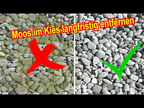Moos im Kies dauerhaft entfernen mit Cola - Zierkies von Grünbelag befreien - Kiesbeet reinigen