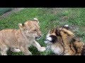 Baby Lion & Tiger playing