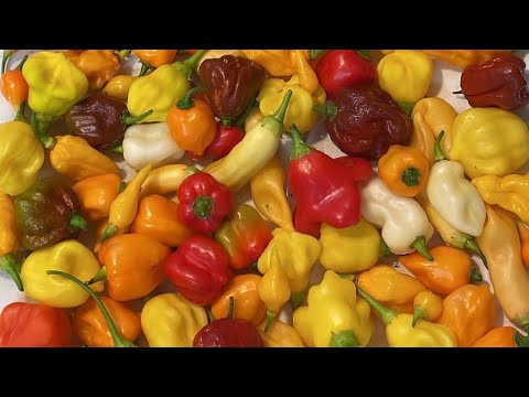 Top 5 Pepper Varieties to Grow in 2023 (Plus Seed Giveaway!!)