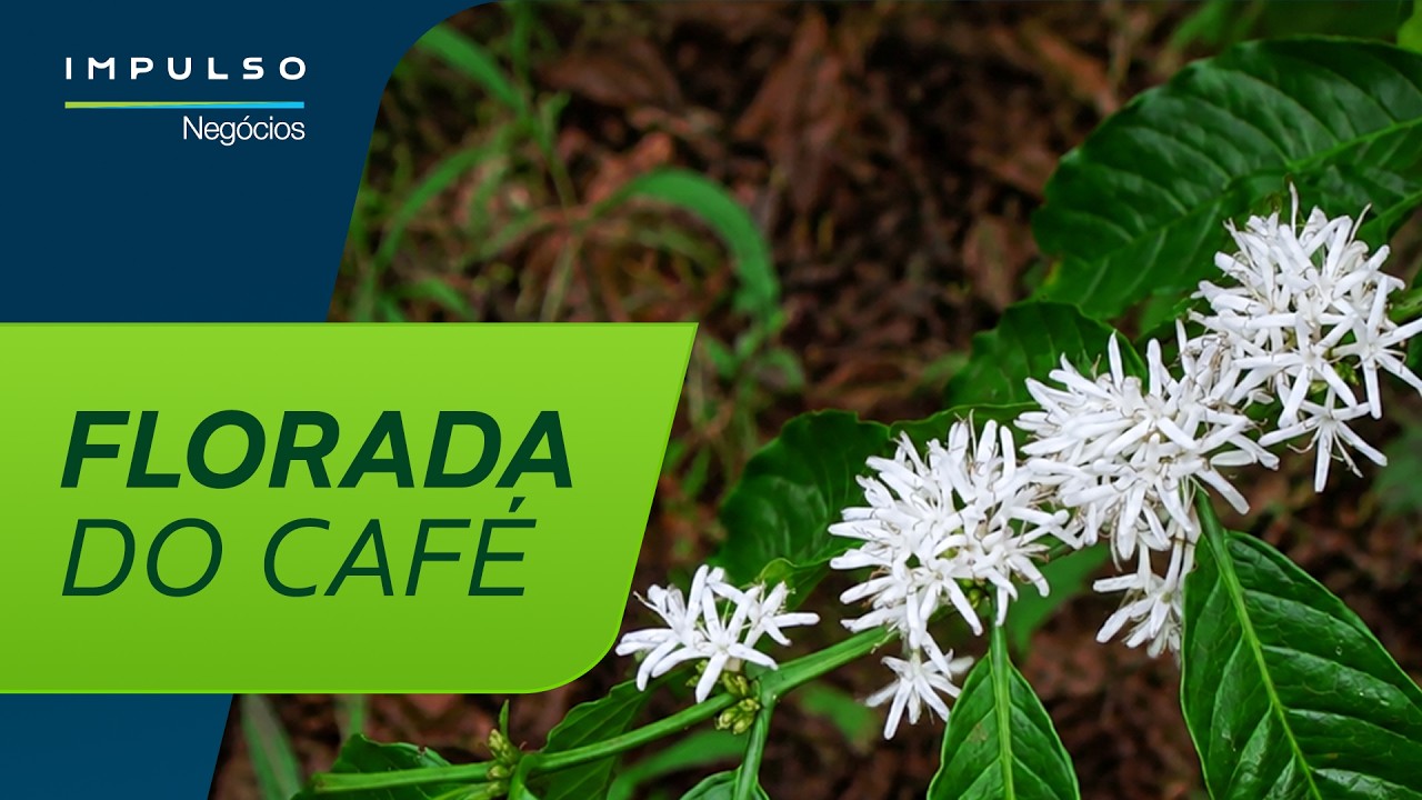 Florada do café: estratégias de manejo produtivo | Impulso Negócios EP. 204