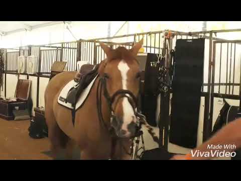 Halo//Horse music video//