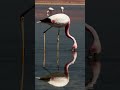 Oh Chile You Are Amazing With Whom Would You See Flamingos Tag Them Follow For More