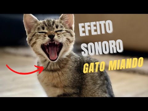 Som de gatos miando//EFEITO SONORO DE GATO MIANDO.