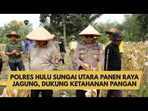 POLRES HULU SUNGAI UTARA PANEN RAYA JAGUNG, DUKUNG KETAHANAN PANGAN