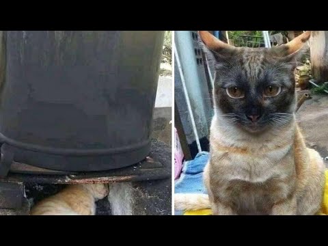 Funny|| cats|| compilation