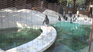 preview picture of video '大阪市　天王寺動物園　ペンギン　 Osaka City Tennoji Zoo　2012/02/19'