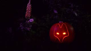 Sam Segurado VIOLET EYES