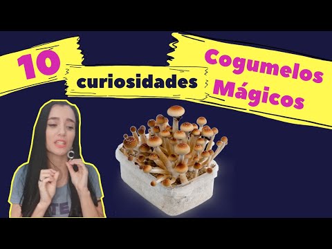 10 Curisosidades sobre os Cogumelos Mágicos!