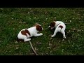Jack Russell Terrier dogs for sale: Danny - Video 1